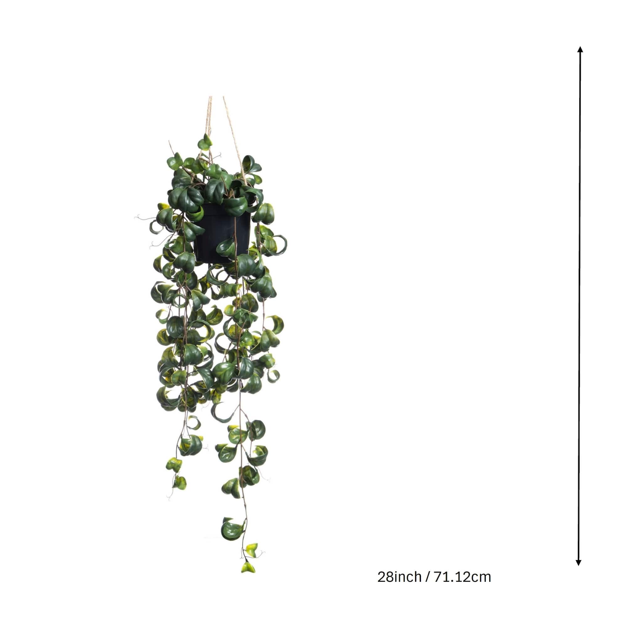 25" Green Potted Hanging Curly Ficus by Ashland®
